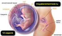 12 неделя беременности